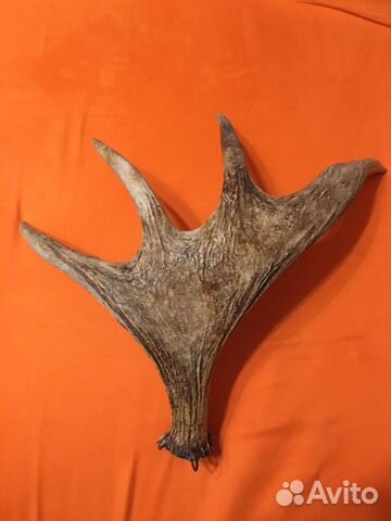 Рога лося, натуральные, не окрашенные, цвет естест