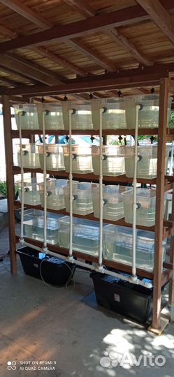 Мини ферма для разведения ракообразных