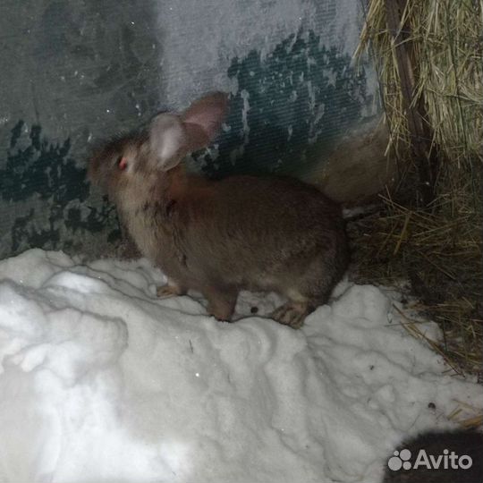 Кролики на племя