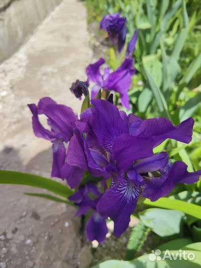 Ирисы