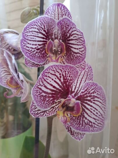 Орхидея фаленопсис биг лип