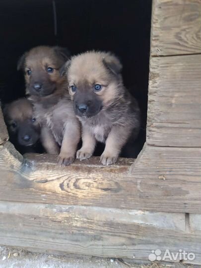 Собаки бесплатно