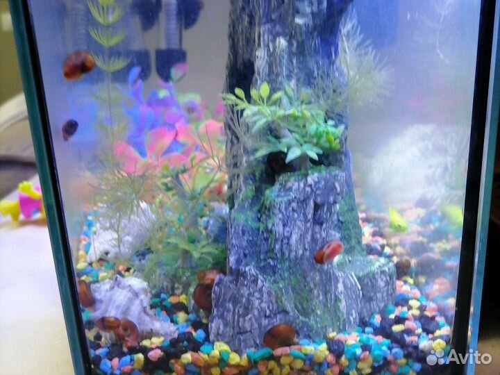 Улитки аквариумные