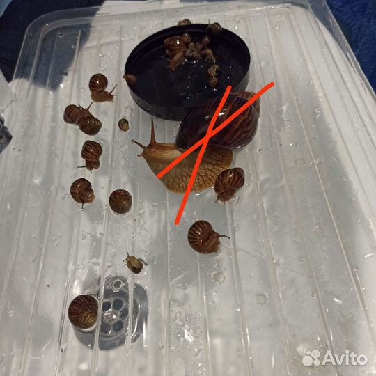 Улитки ахатины