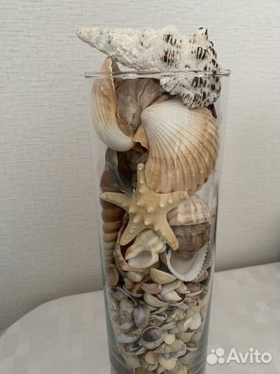 Ракушки для аквариума