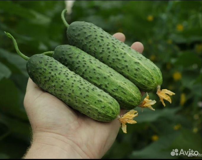 Семена высокоурожайного огурца Бэрд F1