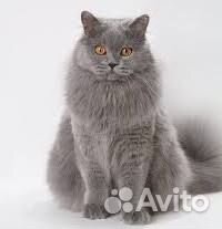 Котята британская длинношерстная