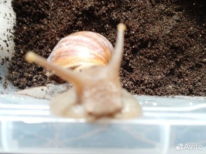 Улитки ахатины