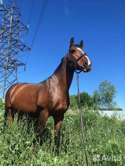 Лошадь орловская