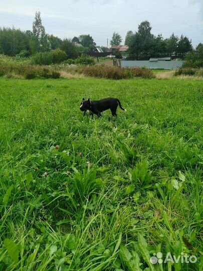 Стаффордширский терьер