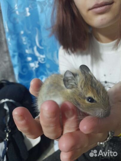 Монгольская песчанка