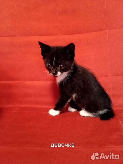 Катята, лечебные, крысаловы