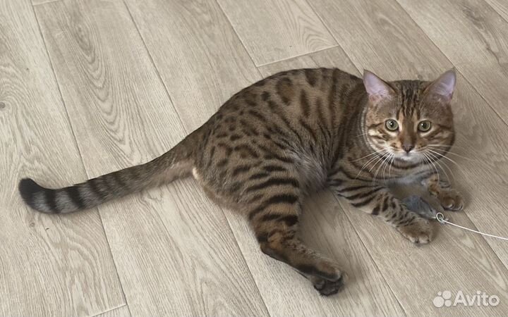 Бенгальский кот вязка