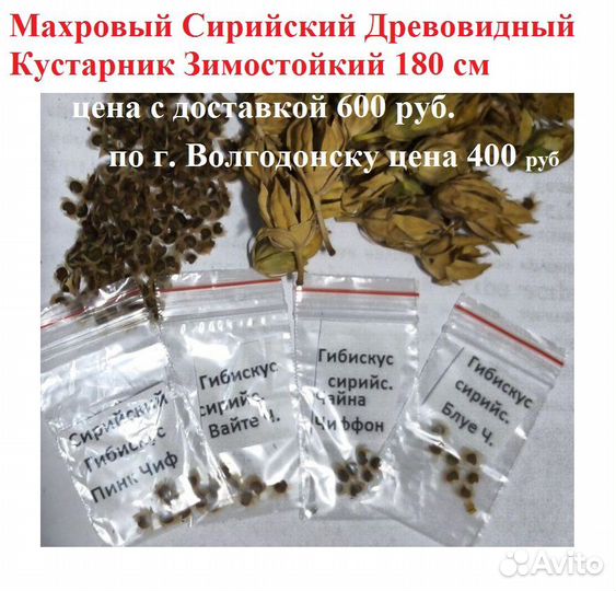 Семена сирийского гибискуса Пинк, Блуе Чиффон