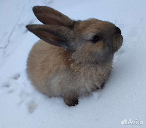 Кролик