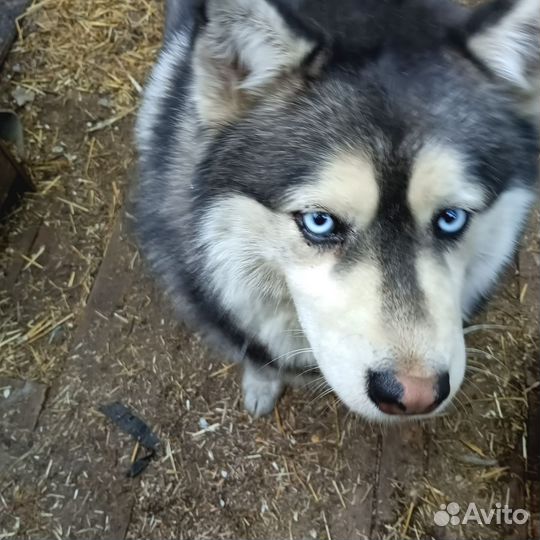Хаски в добрые руки