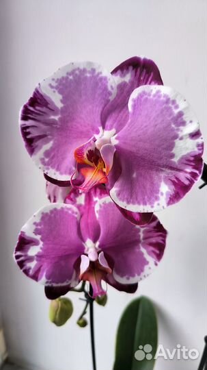 Орхидеи фаленопсис Sacrifice цветущие