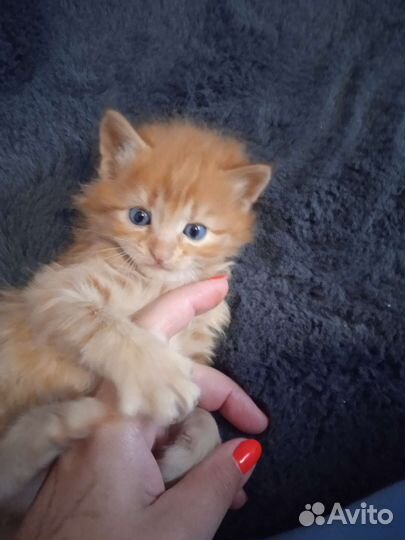 Кошки в добрые руки бесплатно