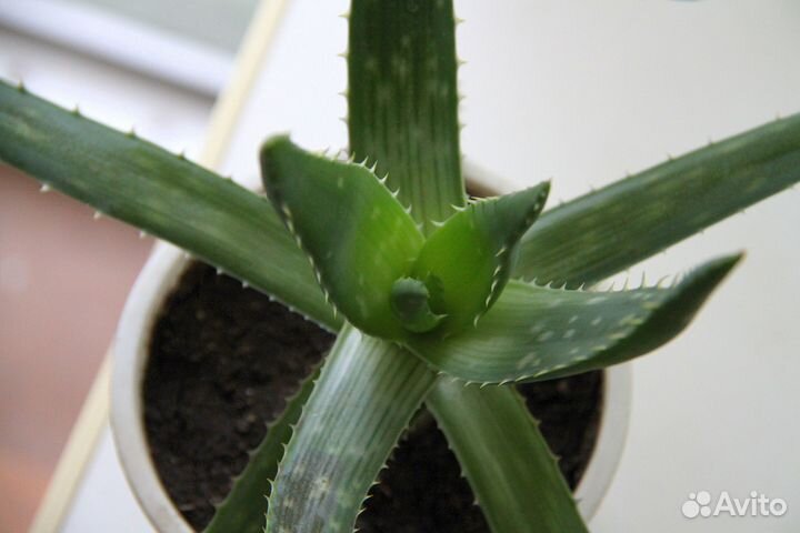 Цветок алоэ Вера