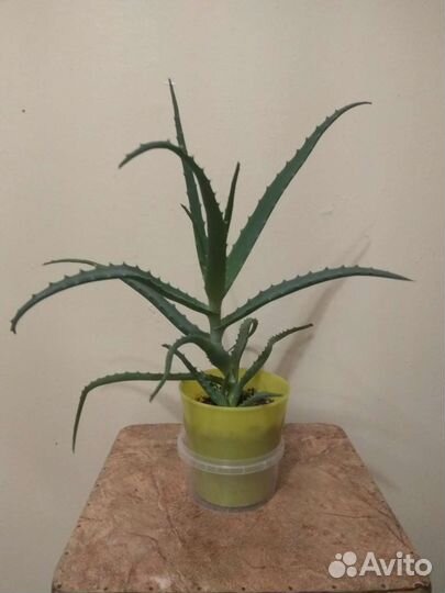 Алоэ 3 года и 8 месяцев