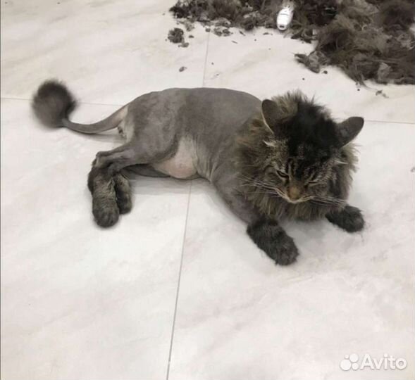 Стрижка (груминг) собак /кошек