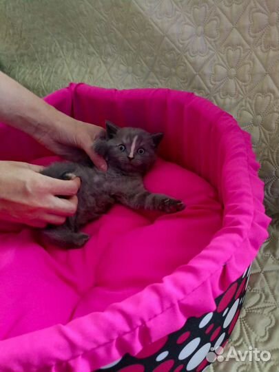 Кошки