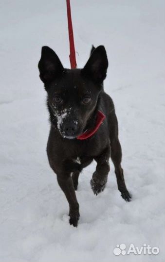 Черри ищет дом