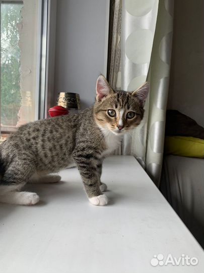 Мальчик Симба 2,5 месяца