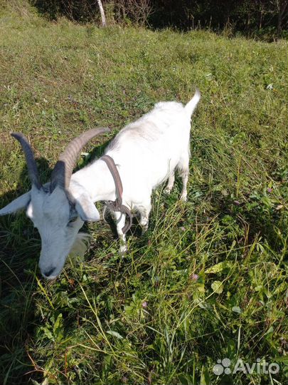 Продам козу