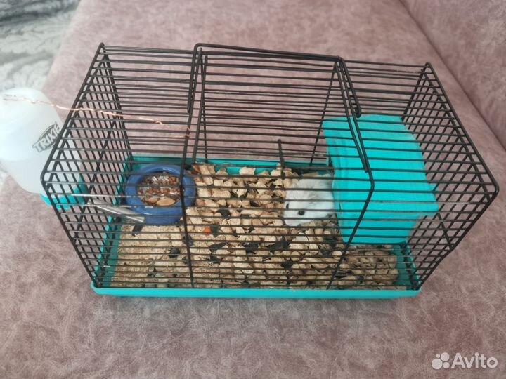 Хомяк с клеткой