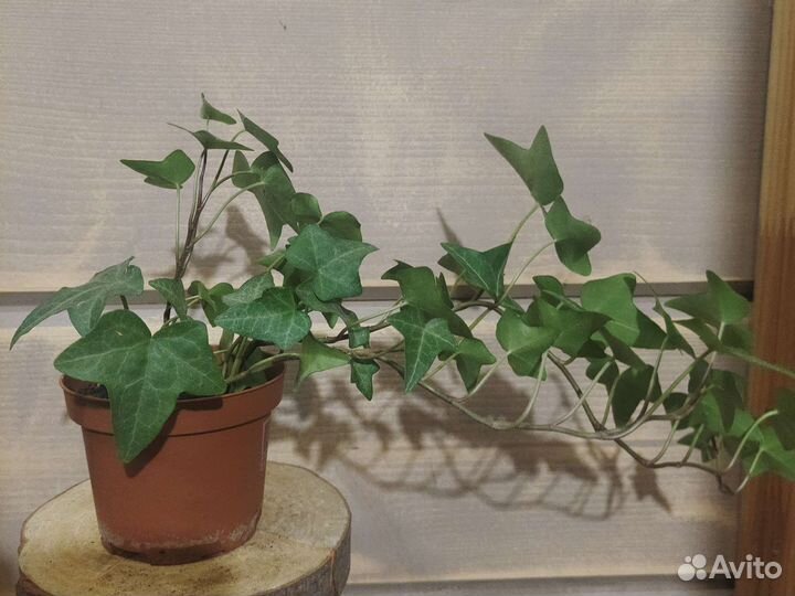 Плющ комнатный