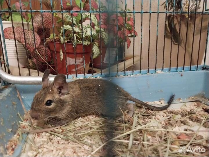 Чилийская белка дегу. Малыши