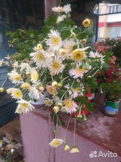 Хризантемы многолетние