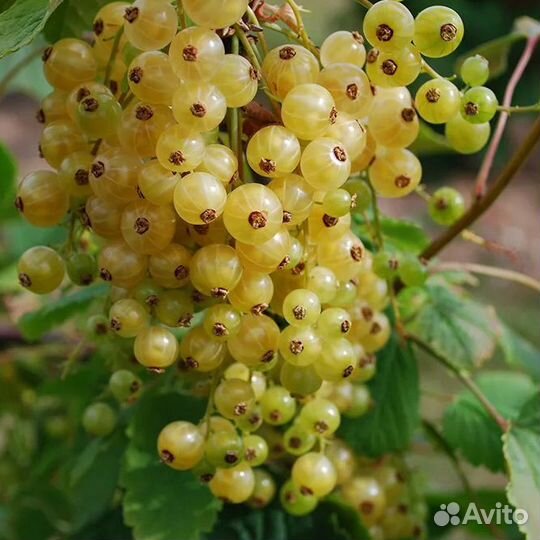 Смородина разная в зкс