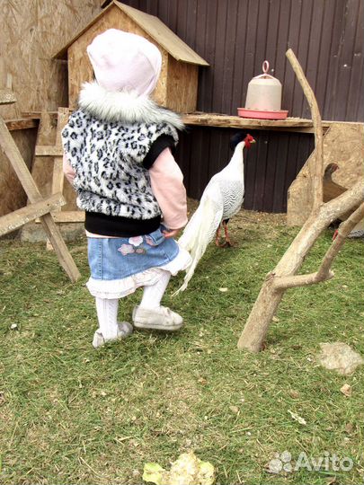 Семья серебристых фазанов