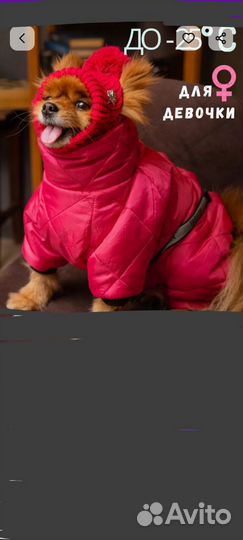 Комбинезон для мини собак