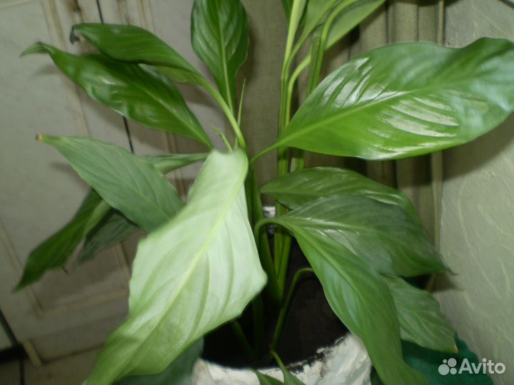 Спатифиллиум