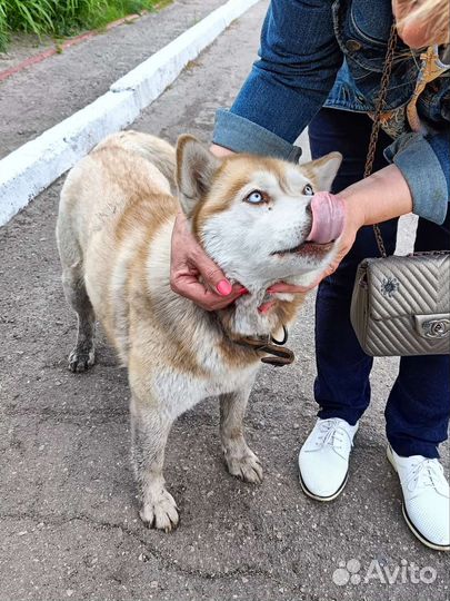 Хаски в добрые руки