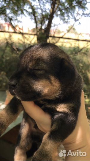 Чабанские щенята