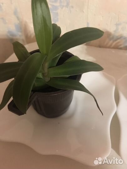 Олеандр махровый