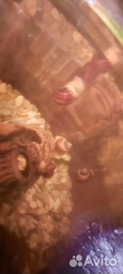 Улитка Ампулярия