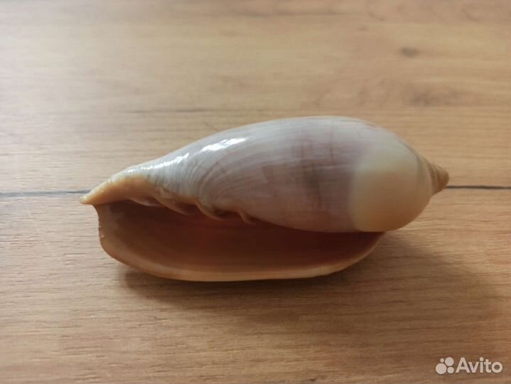 Морская раковина