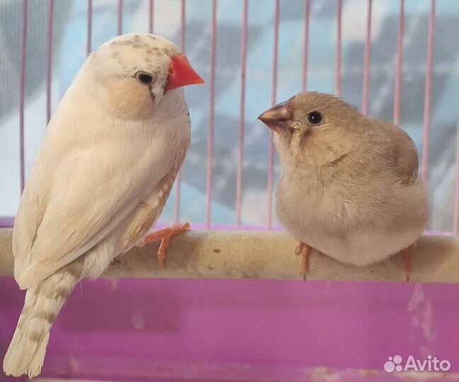 Зебровые амадины