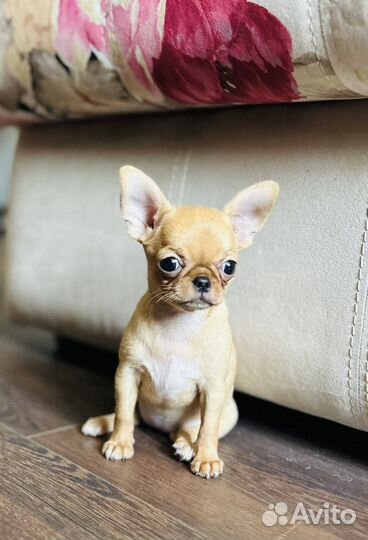 Чихуахуа девочка