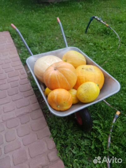 Семена овощей