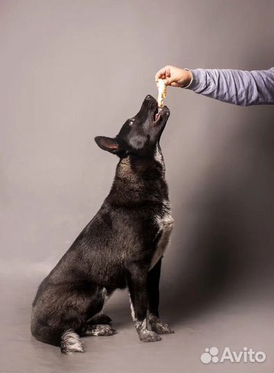 Собака Полли ищет дом