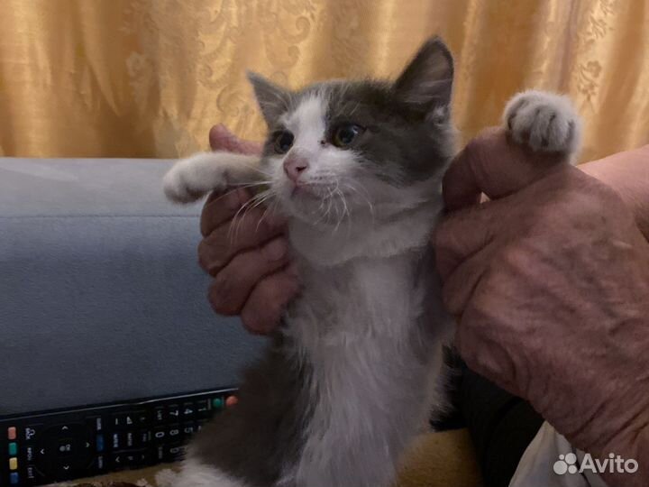 Кошка в дар бесплатно