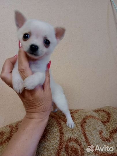 Щенки помчи