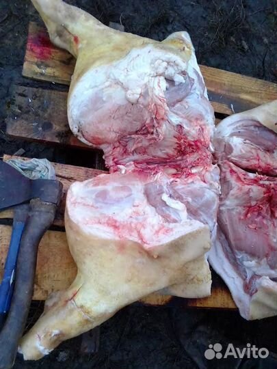 Продаю домашнее мясо свинины