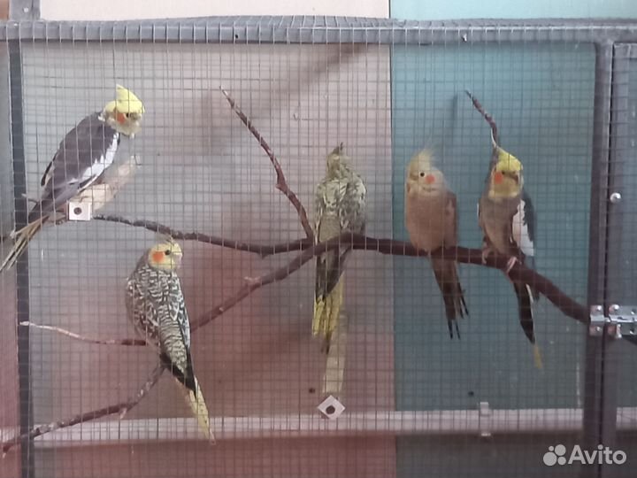 Попугай корелла